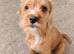 Bordeaux terier x cavapoo