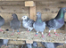 Babies racing pigeons for sale.