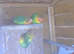 Baby Lovebirds