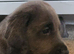 Weimaraner cross lab