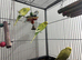 *Baby Budgies available £75 a pair*