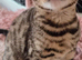 Silver bengal