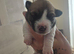 Jack pack puppies