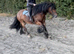 Beautiful heavy cob mare