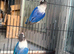 Love bird
