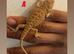 Baby Red Monster x hypo zero