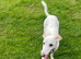 Male saluki cross