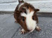 Beautiful Baby Girl Guinea Pigs