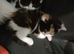 Calico male kitten