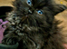 Beautiful Ragdoll & Chinchilla kittens