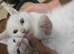 2mnth white Boy&Girl two colour eye