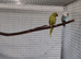 Ringnecks