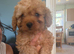 4 Beautiful Labradoodle Boys