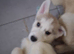 Siberian huskys