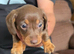 Miniature dacshund puppies