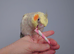 Hand reread silly tame DNA sexed baby cockatiels