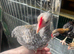 Free to good home 2 modern game bantam cockerels