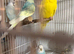 Baby Budgies available both sexes