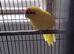 Buttercup Kakariki