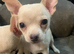 Adorable Chihuahua Puppies