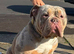 Olde English Bulldog Female