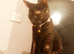 Female Part siamese choc brown  totoishell