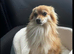 Adorable Pomeranian fox face in Walsall