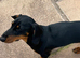 dachshunds