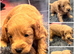 Beautiful miniature golden doodles