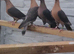 Gimple rare colour racing pigeons