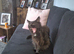 Maine coon cross ragdoll