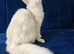 Maine Coon XXL