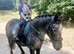 Beautiful grey roan Irish cob