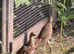 Golden Pheasant Poults
