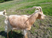 Three Golden Guernsey boys