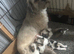 Lhasa apso cross shitzu pup 1 available