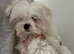 Tiny Maltese adult girl