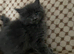 Maine Coon / Ragdoll Kittens