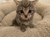 Kittens