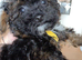 READY NOW! poochon pups