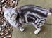 Adult silver tabby girl