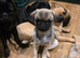  Adorable Female Pure Pug Puppy Looking for Her Forever Home! 
