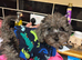 2 puppies
