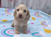 READY NOW LH mini cream dachshund