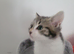 Girl kitten
