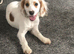 Boy gold cocker spaniel