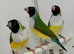 Female gouldian finches for sale
