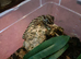 Young Pictus Geckos for sale