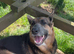 Female German shepherd