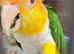 Beautiful white bellied caique
